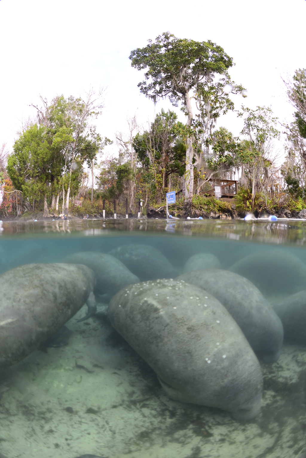 Crystal-river-manatees-staying-worm