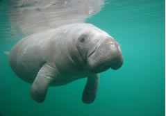 A curious manatee -Swimming with Manatees Tours