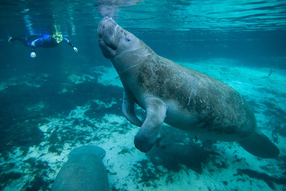 Scuba diver with manatee